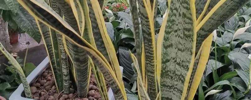 风水别墅客厅养什么花_爱家客厅风水知识 客厅装修风_风水客厅摆件风水禁忌