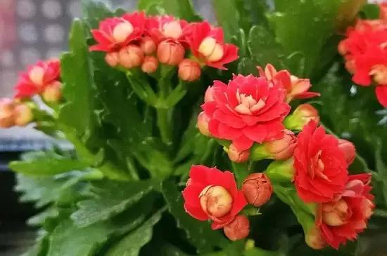 爱家客厅风水知识 客厅装修风_风水别墅客厅养什么花_风水客厅摆件风水禁忌