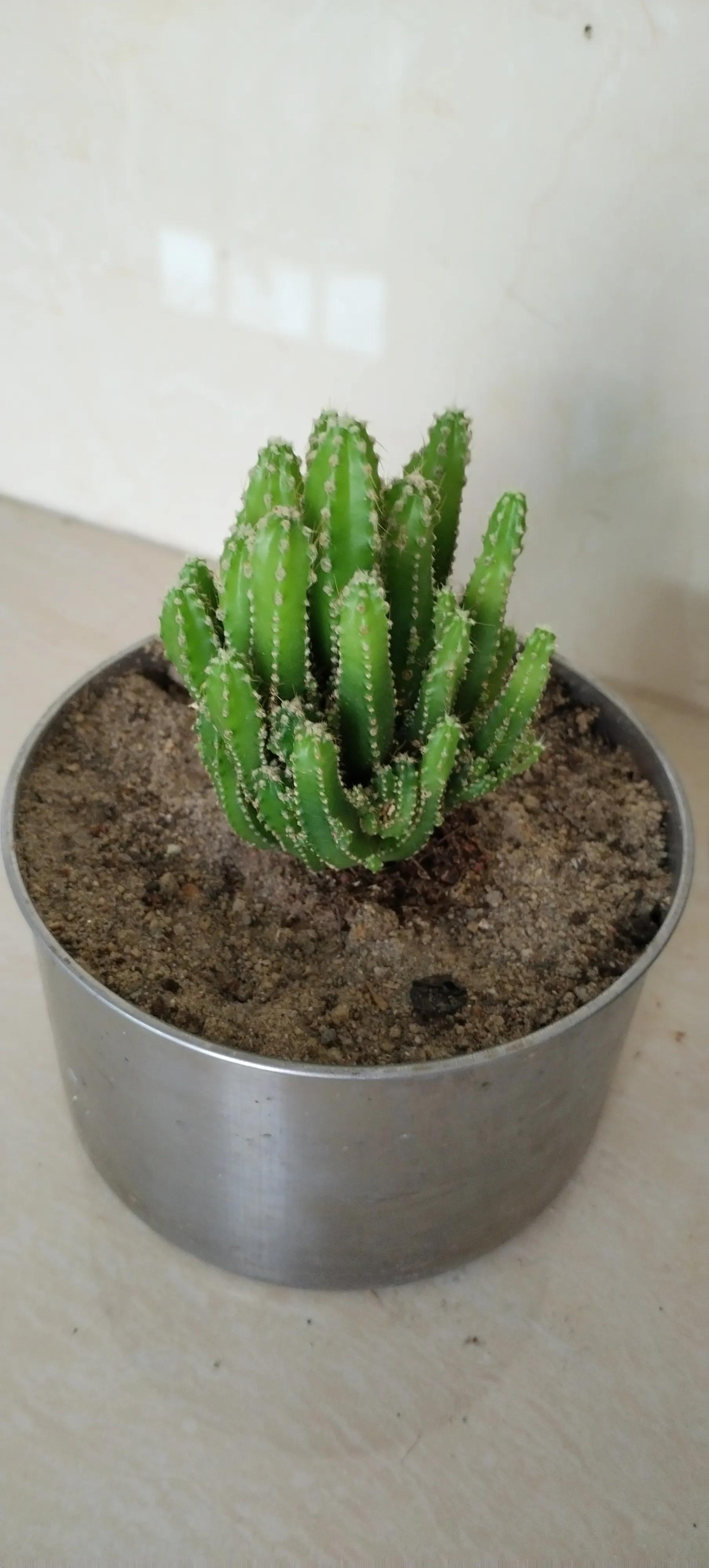 风水客厅摆件风水禁忌_风水别墅客厅养什么花_爱家客厅风水知识 客厅装修风