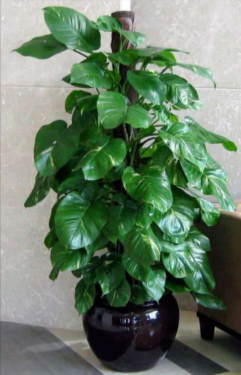 6种大叶花放一盆，高档大气，喜庆吉祥空气好！