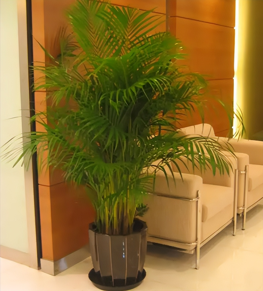 风水别墅客厅养什么花_别墅客厅位置风水_别墅客厅装修风水禁忌