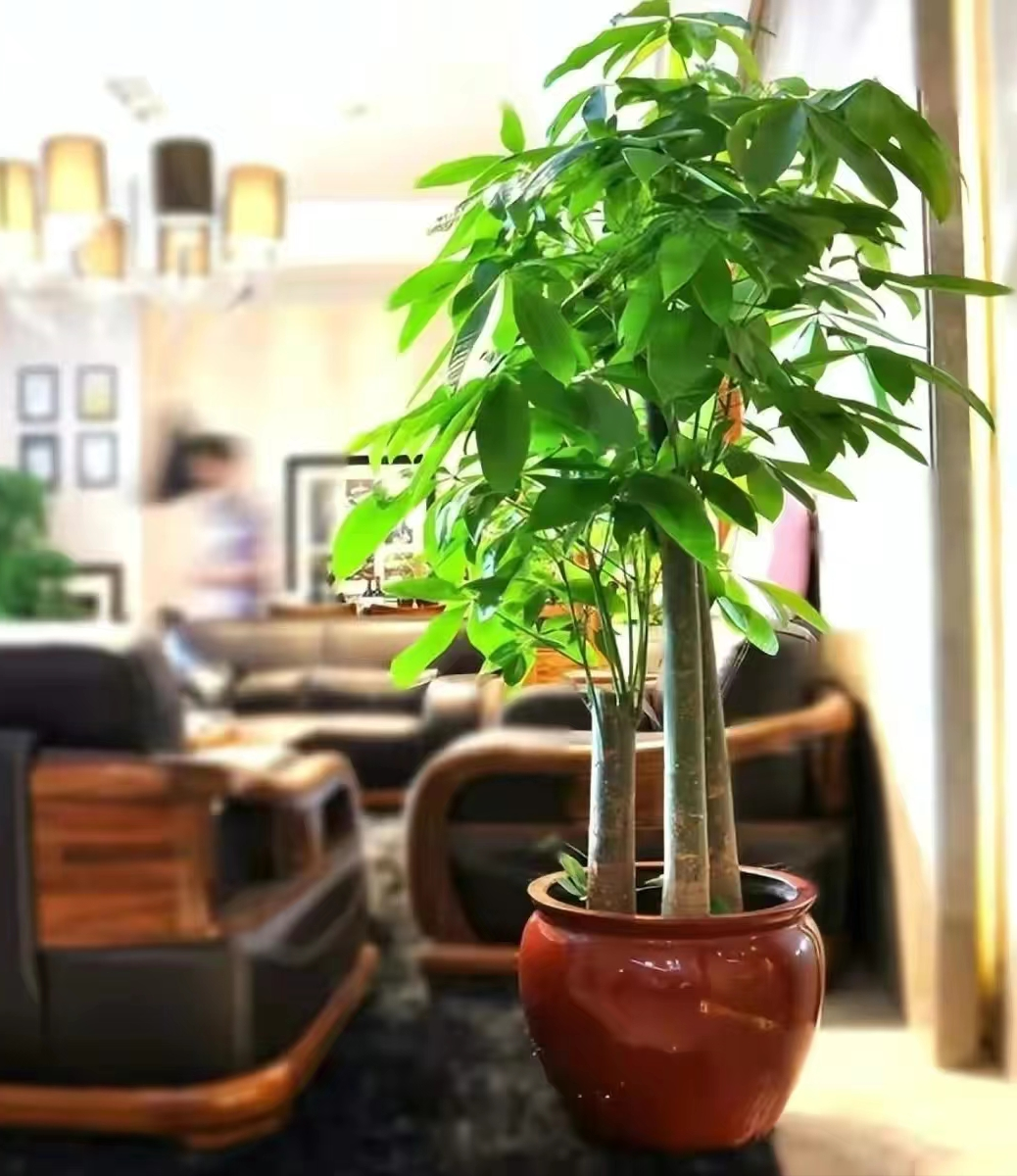 风水别墅客厅养什么花_别墅客厅位置风水_别墅客厅装修风水禁忌