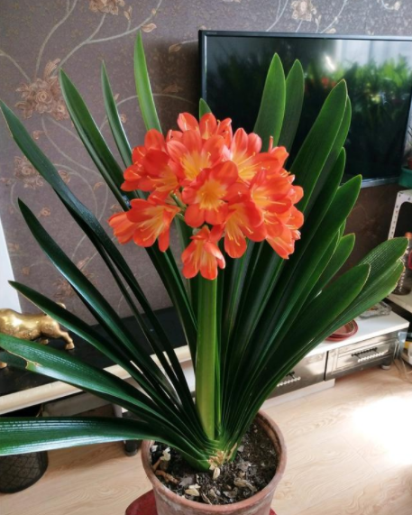 风水别墅客厅养什么花_别墅客厅装修风水禁忌_别墅客厅位置风水