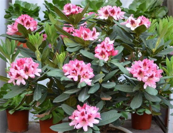 为什么客厅禁忌摆放杜鹃花？单凭东西放哪里就不好