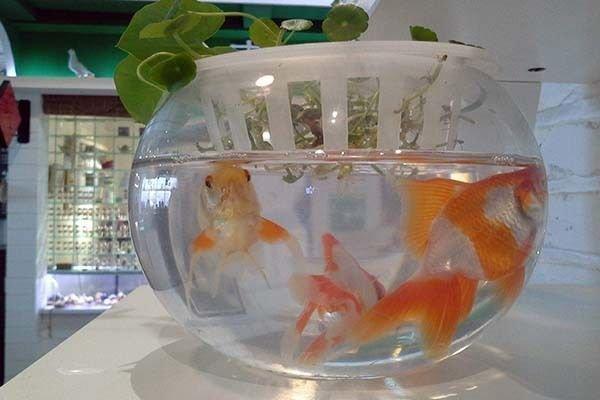 慈世堂：书房鱼缸摆放风水禁忌，你知道吗？