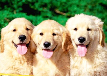 大师教你学风水 风水大师陈冠宇_风水大师家里养狗旺财吗_香港风水大师陈伯养鬼