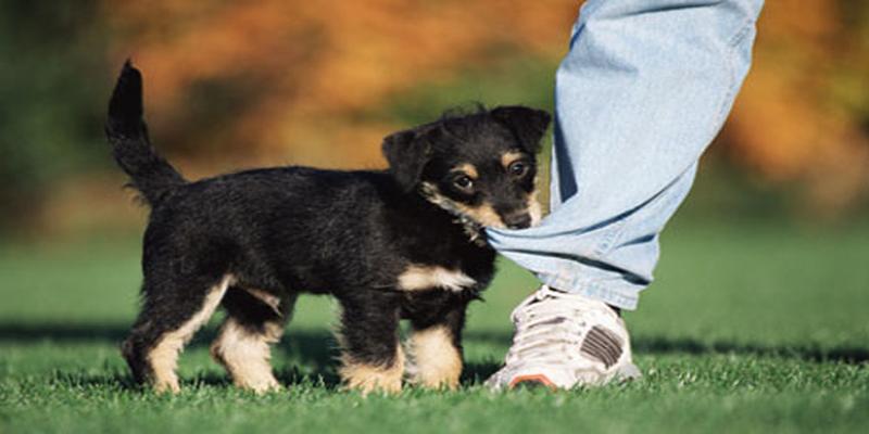 风水大师家里养狗旺财吗_香港风水大师陈伯养鬼_大师教你学风水 风水大师陈冠宇