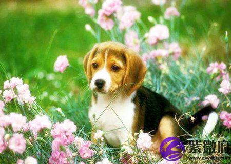 大师教你学风水 风水大师陈冠宇_香港风水大师陈伯养鬼_风水大师家里养狗旺财吗