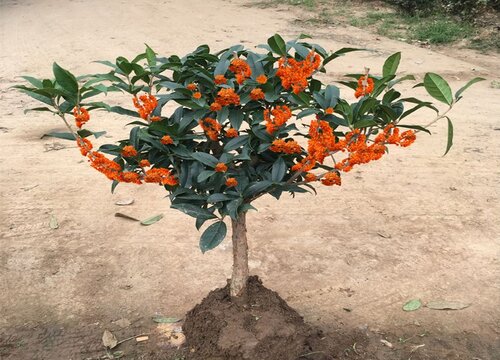 门前种什么树最旺财的_家院子种什么树好_院子里种什么树风水好又旺财