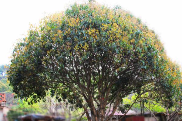 院子里种什么树风水好又旺财_门前种什么树最旺财的_家院子种什么树好