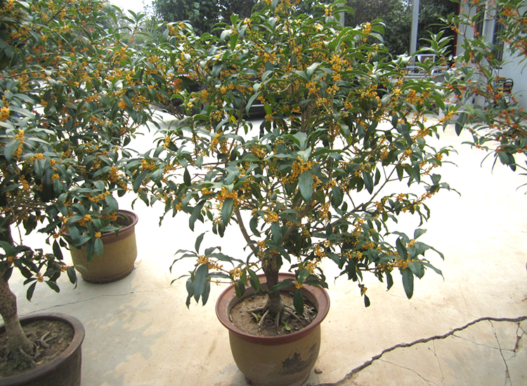 门前种什么树最旺财的_院子里种什么树风水好又旺财_家院子种什么树好