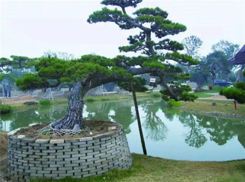 院子里种什么树风水好又旺财？