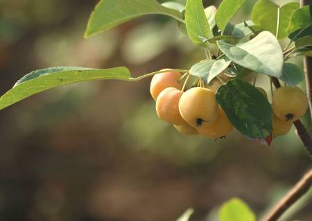 院子里栽风水好的风水植物，有着吉祥的寓意