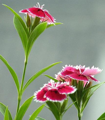 如何布局催财旺丁家居风水?如何旺财