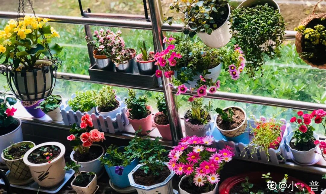 红掌可以放在卧室吗_富贵竹可以放在卧室吗_红掌可以放在卧室吗风水