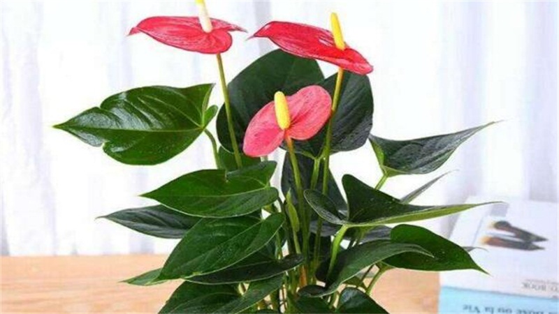 红掌放在家中什么位置好，人才会不断的成长和进步