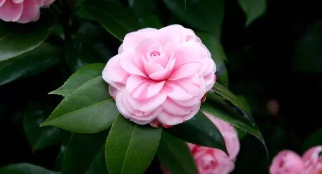 甘露丸可以放在卧室吗_文竹适合放在卧室风水_红掌可以放在卧室吗风水