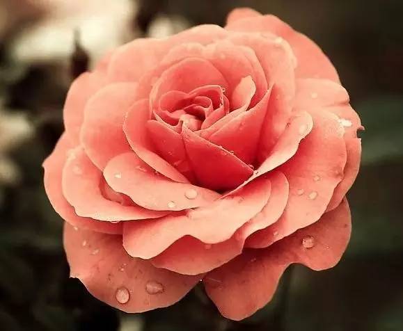 卧室植物摆放风水禁忌有哪些要注意呢？