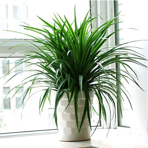 居室风水知识 卧室风水 中国高端风水_卧室7大方法巧化解 家居卧室风水知识_适合卧室的绿植风水