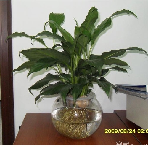 卧室7大方法巧化解 家居卧室风水知识_适合卧室的绿植风水_居室风水知识 卧室风水 中国高端风水