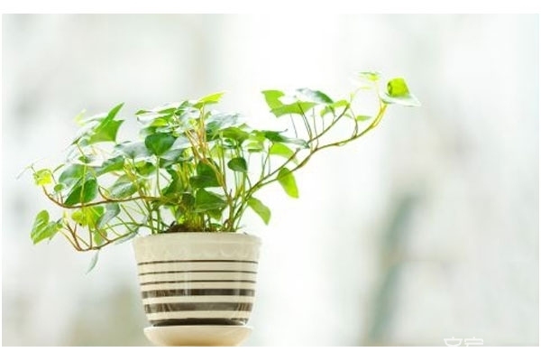 适合卧室的绿植风水_卧室7大方法巧化解 家居卧室风水知识_居室风水知识 卧室风水 中国高端风水