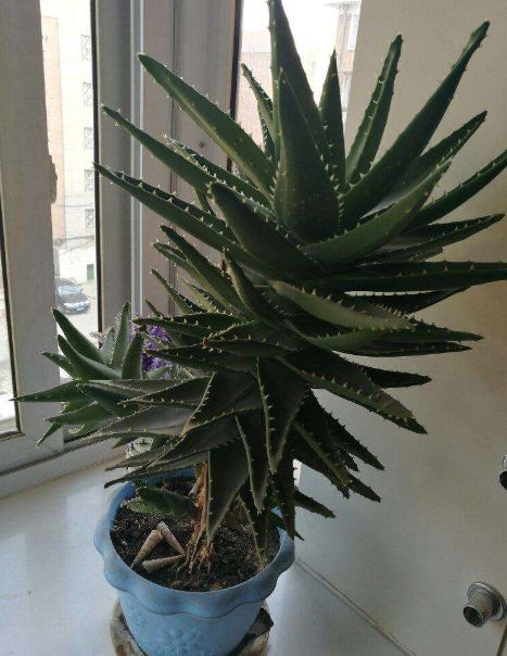 55寸电视适合多大卧室？卧室养殖要注意什么？