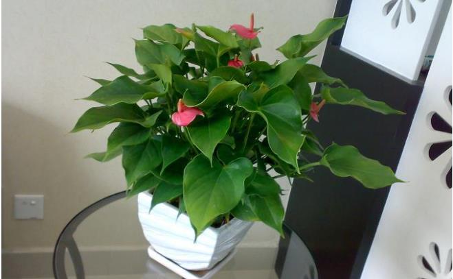 玄关摆鸿运当头，进门玄关处摆风水好！