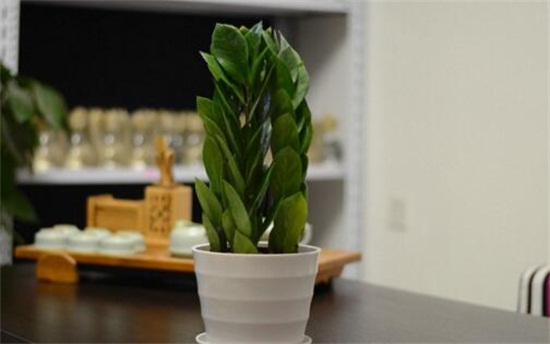 最旺运旺财和乱摆放，最旺乱养的风水植物大全！