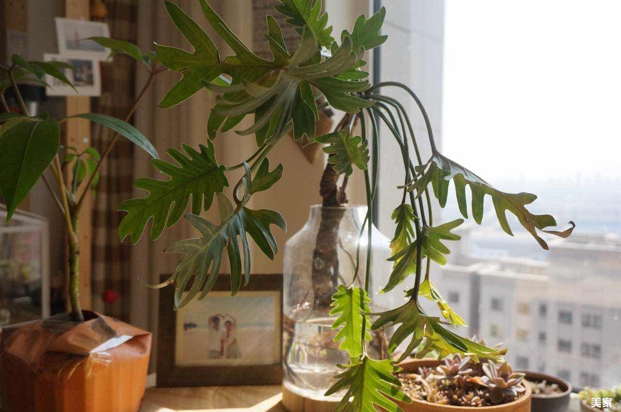 玄关两鹿画挂什么图最好 风水_玄关挂荷花风水_玄关画挂多高合适