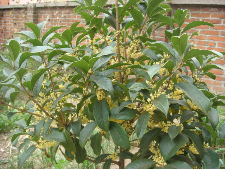 高考来了，这些可以旺学业的花草，运气满满！