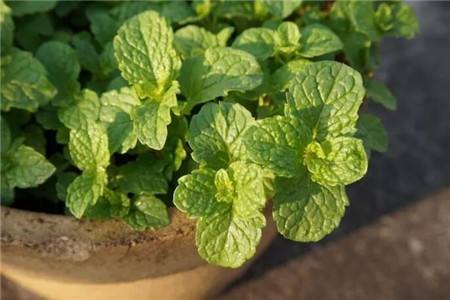 提高孩子成绩风水植物有富贵竹、薄荷、罗汉松、鸡冠花等