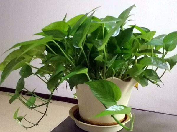 绿萝众所皆知的室内绿植，绿萝放鞋柜上好不好