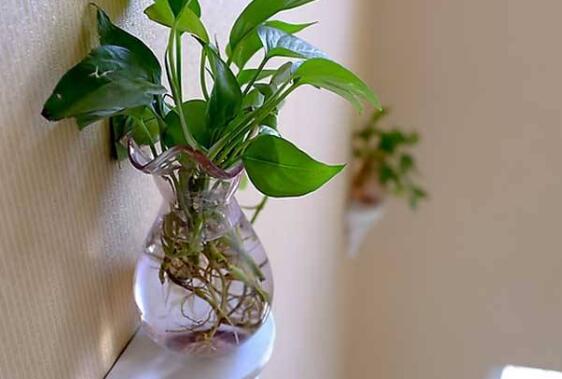 绿萝在风水上有禁忌吗？绿萝风水摆放及作用