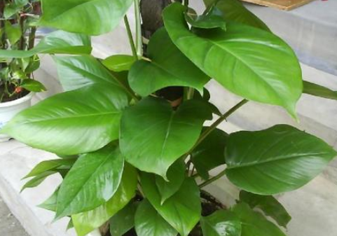 家里养绿萝什么风水作用？如何养护？