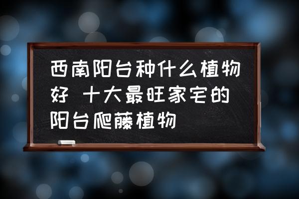 西南阳台种什么盆景？十大最旺家宅的阳台爬藤