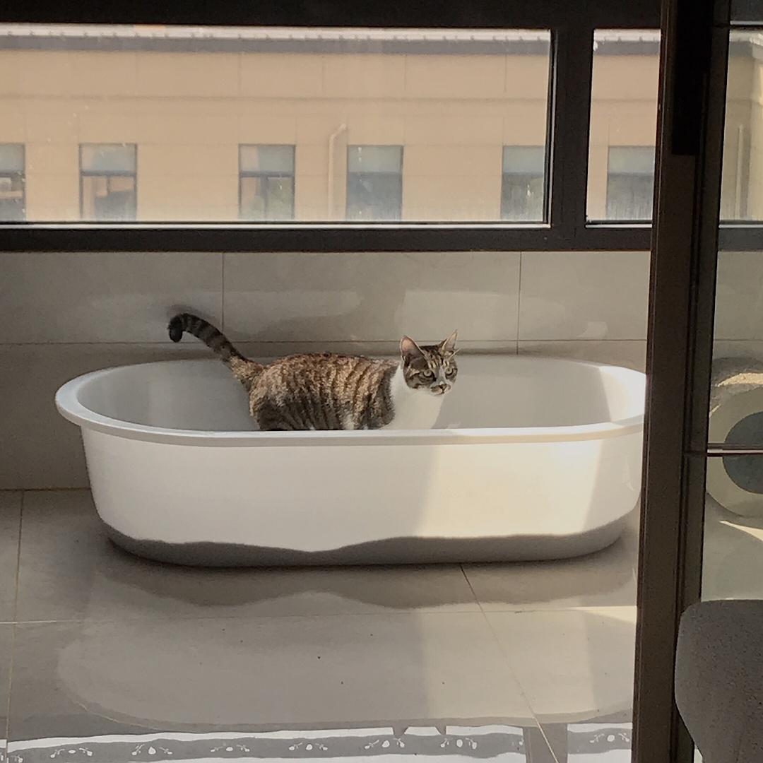 猫砂不团结怎么办？猫砂放厕所还是放阳台？