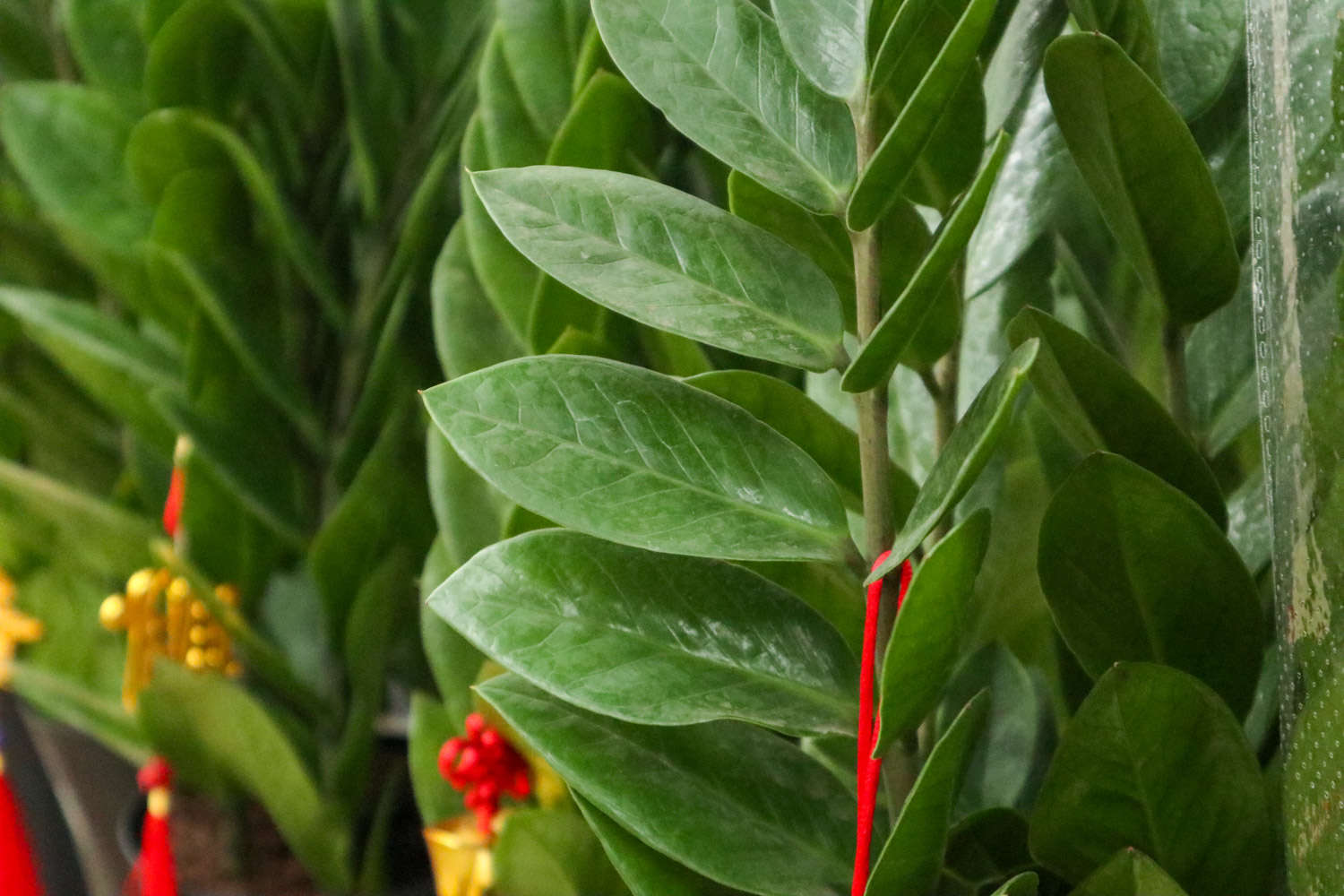 鸿运当头是凤梨科的植物，你家有吗？