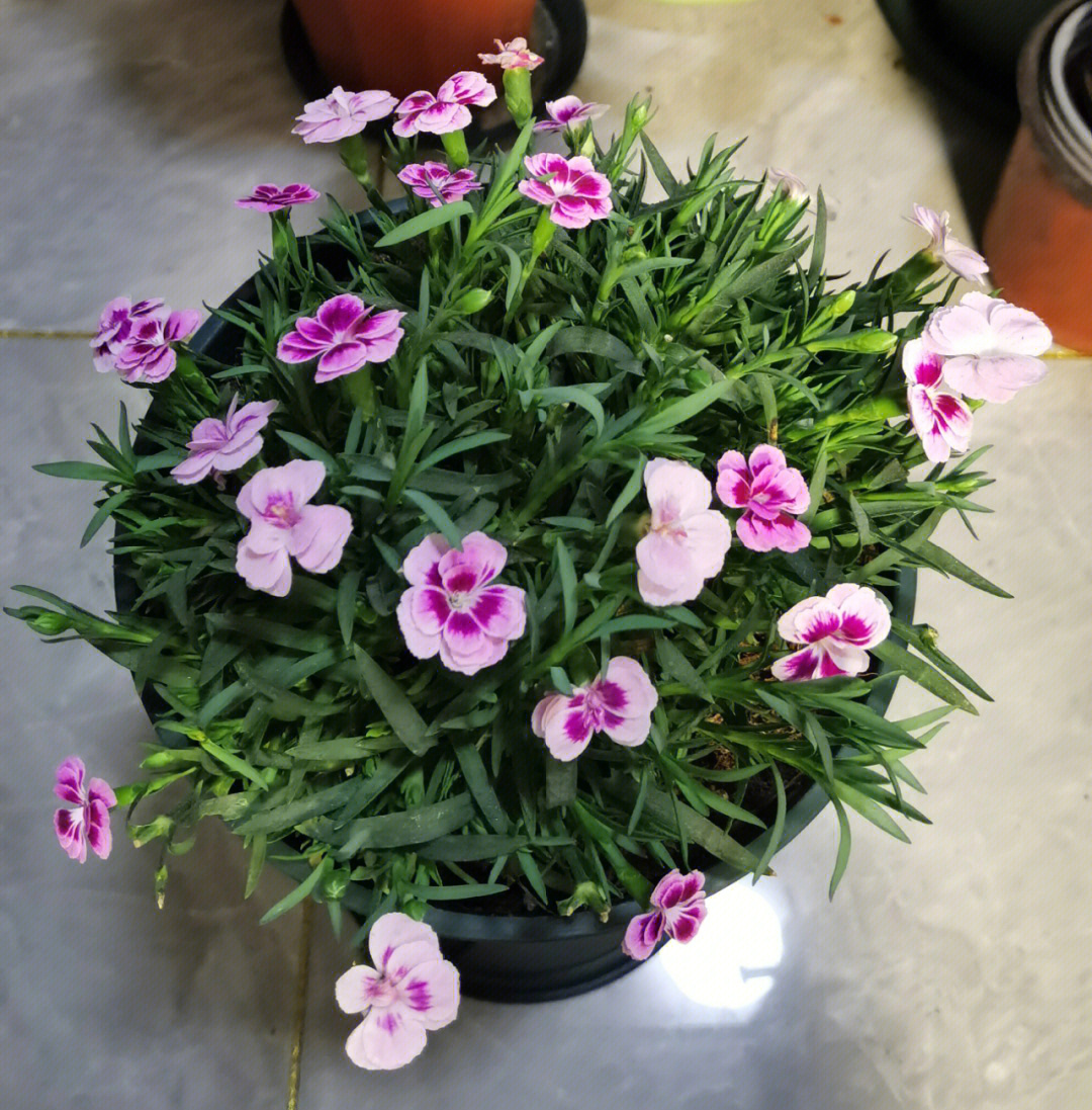 适合室内好养耐寒的植物_房间养什么植物好风水_东南阳台适合养什么植物风水好