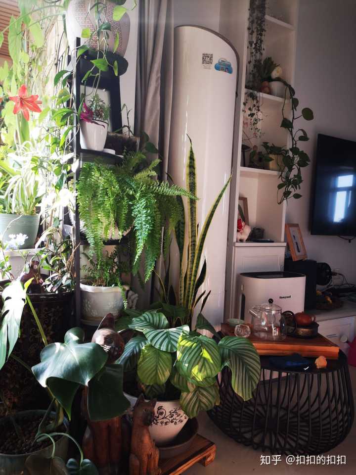 阳台的生旺及化煞植物，你家的阳台有吗？