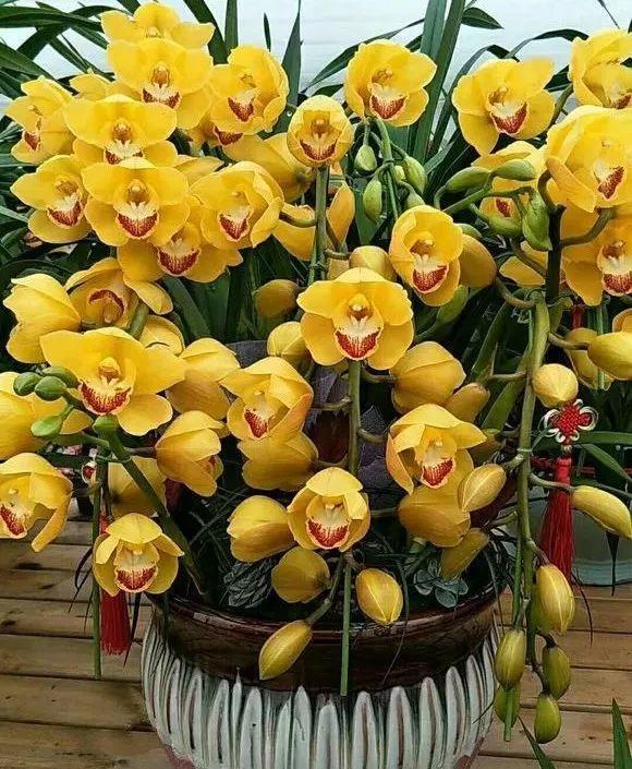 几种最好看的富贵年宵花，你挑花了吗？