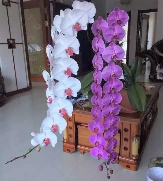 荷花的寓意和象征风水_风水梅花的寓意象征_吊兰养在阳台的寓意和象征风水