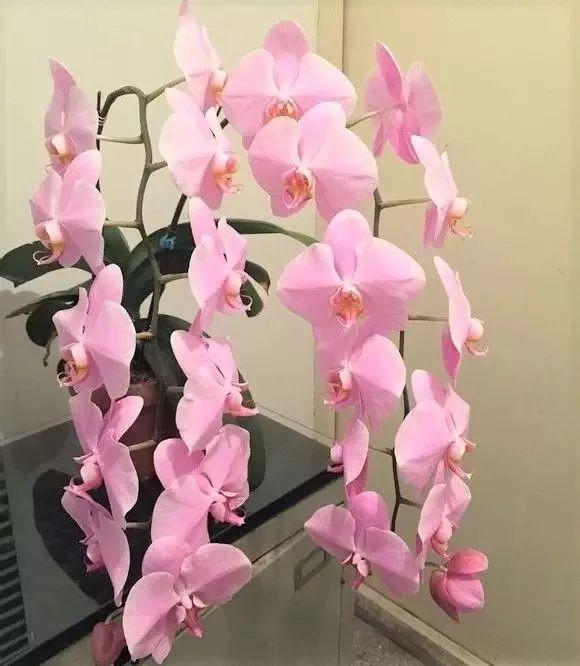 荷花的寓意和象征风水_吊兰养在阳台的寓意和象征风水_风水梅花的寓意象征