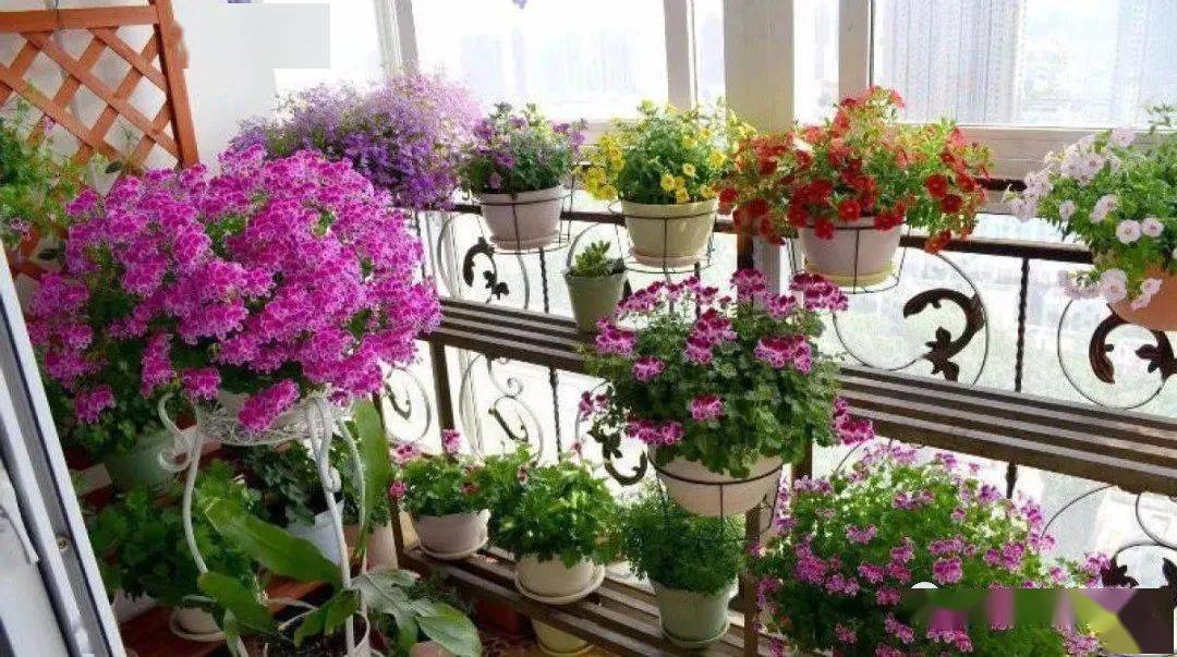 荷花的寓意和象征风水_风水梅花的寓意象征_吊兰养在阳台的寓意和象征风水