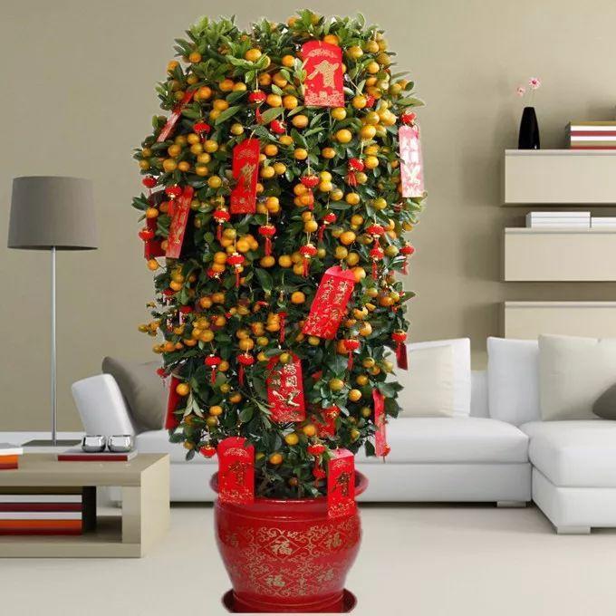 吊兰养在阳台的寓意和象征风水_荷花的寓意和象征风水_风水梅花的寓意象征