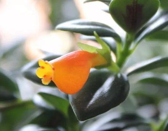 风水梅花的寓意象征_荷花的寓意和象征风水_吊兰养在阳台的寓意和象征风水