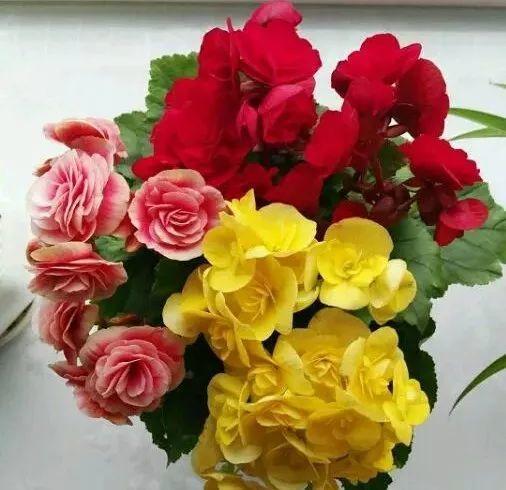 吊兰养在阳台的寓意和象征风水_风水梅花的寓意象征_荷花的寓意和象征风水