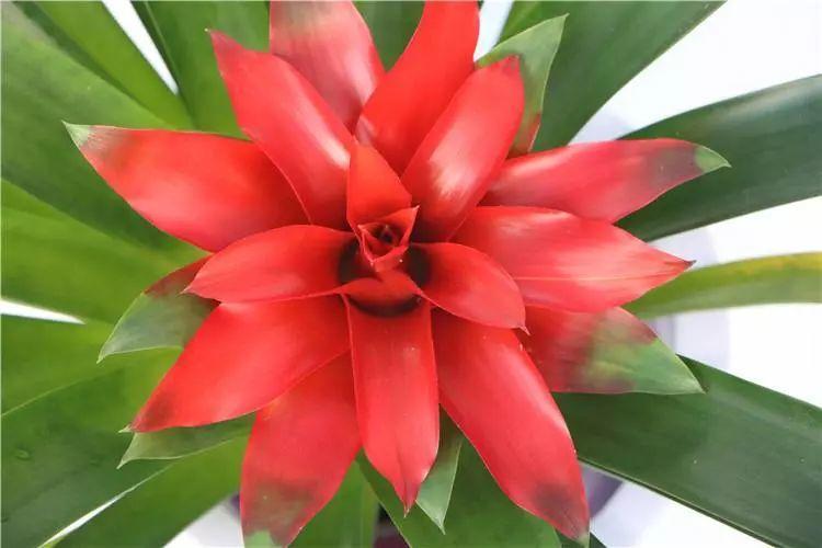 风水梅花的寓意象征_荷花的寓意和象征风水_吊兰养在阳台的寓意和象征风水