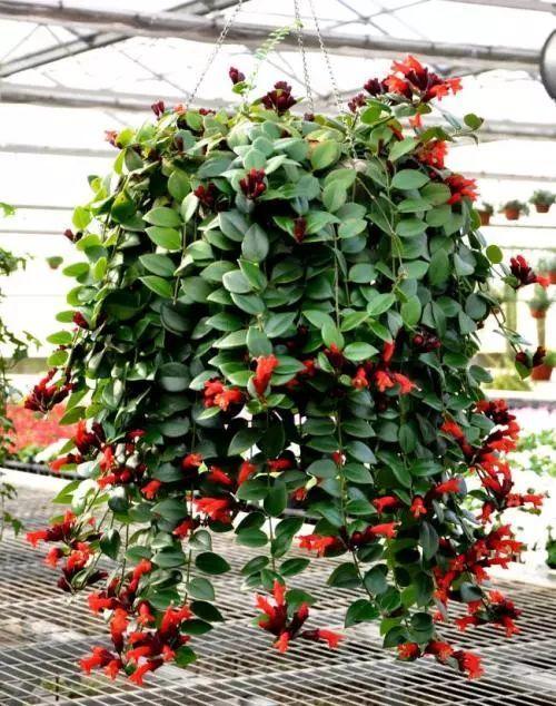 荷花的寓意和象征风水_吊兰养在阳台的寓意和象征风水_风水梅花的寓意象征