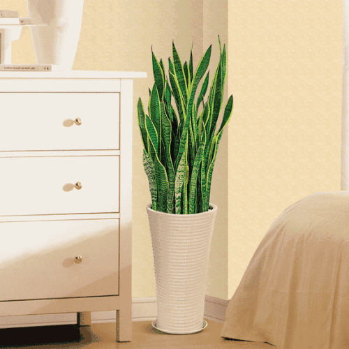 腊梅的寓意和象征风水_吊兰养在阳台的寓意和象征风水_马的寓意和象征风水