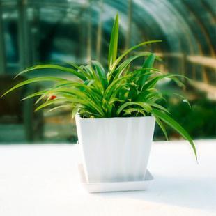 马的寓意和象征风水_吊兰养在阳台的寓意和象征风水_腊梅的寓意和象征风水